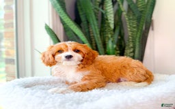 Cavapoo dogs for sale: Yara - Image 3