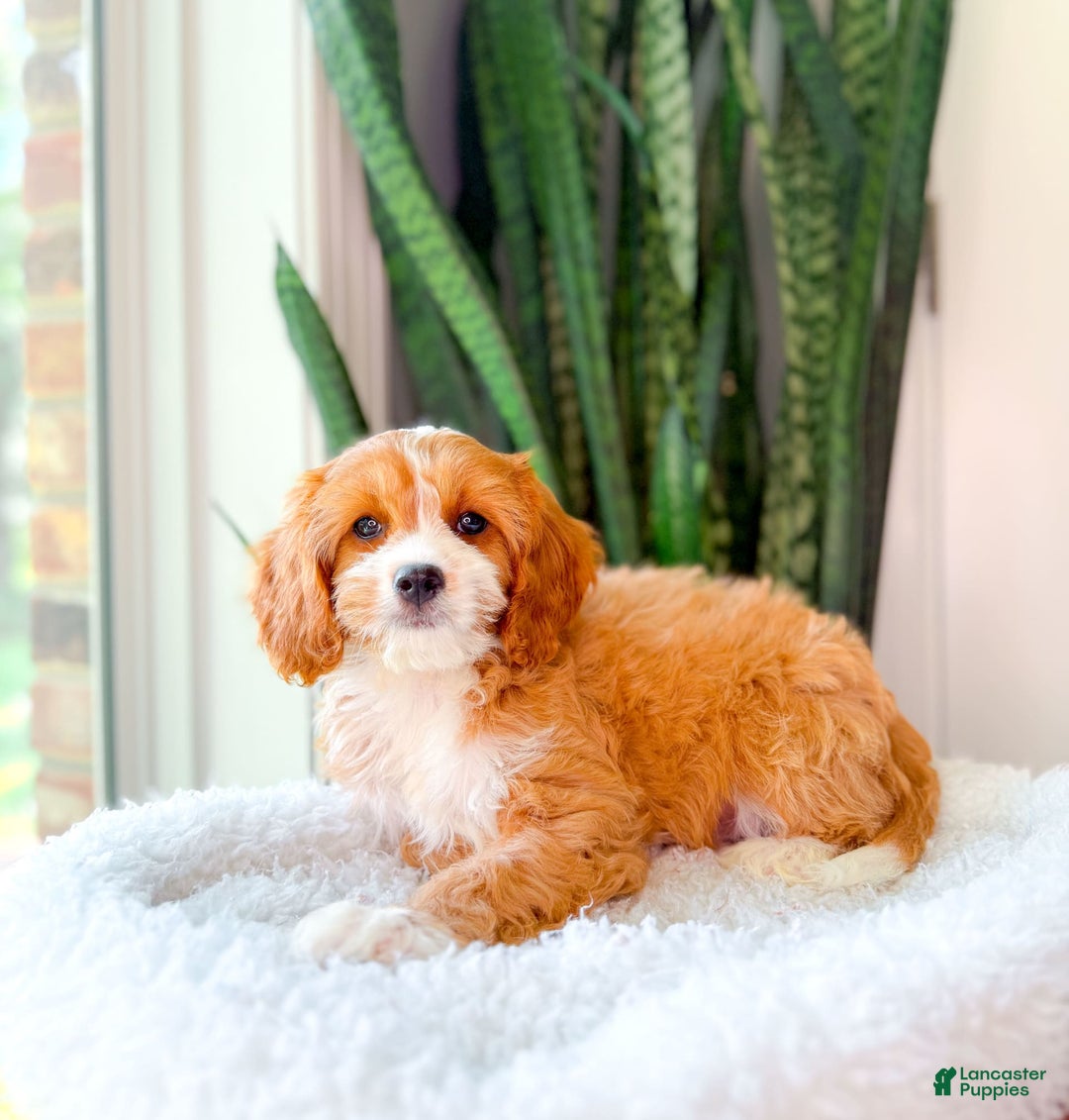 Cavapoo dogs for sale: Yara - Image 3