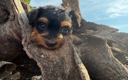 Schnoodle dogs for sale: Ernist - Image 3