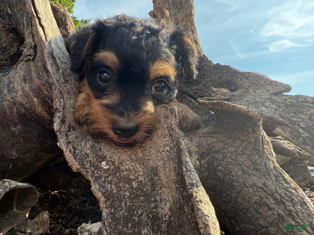 Schnoodle dogs for sale: Ernist - Image 3