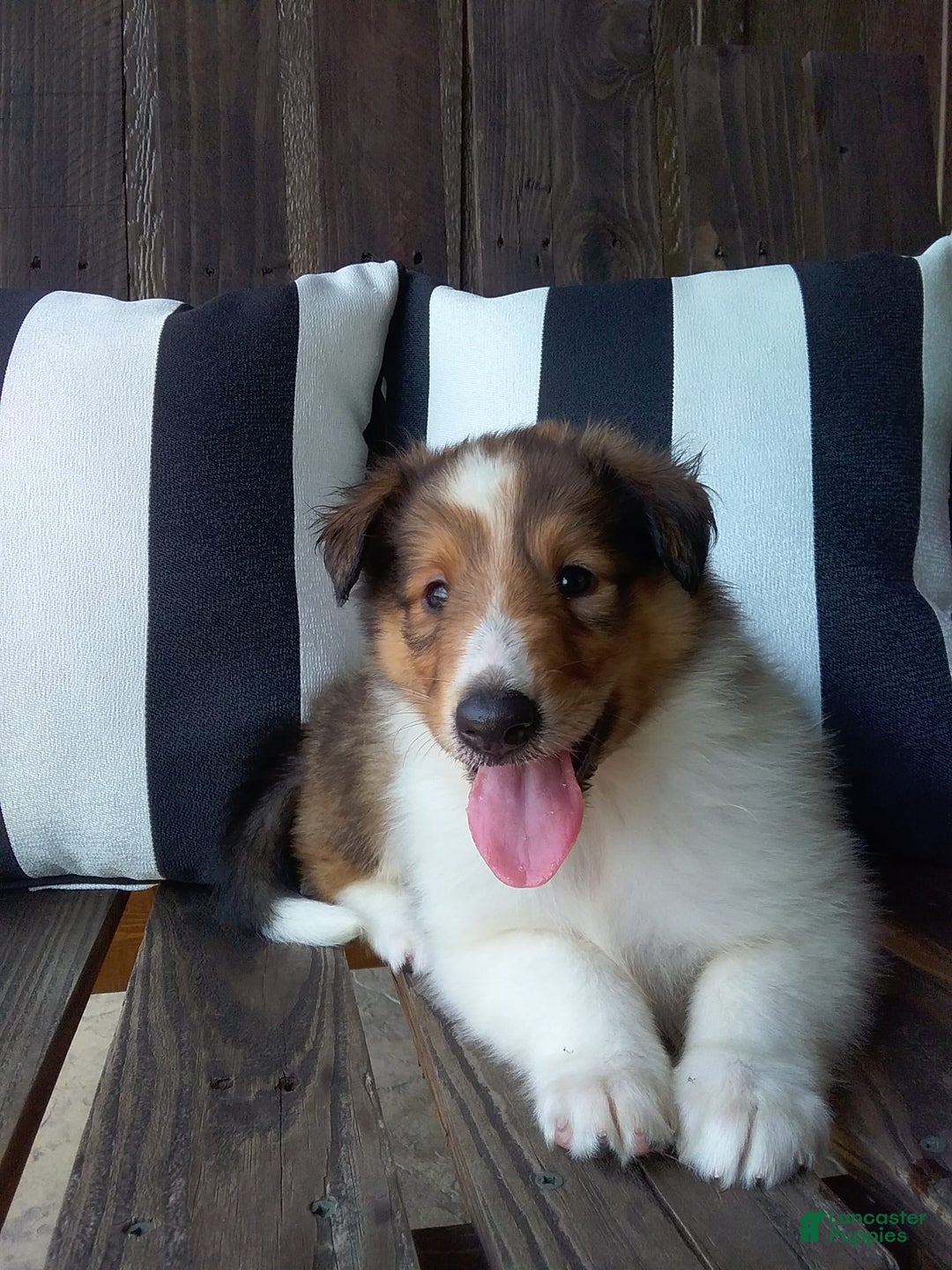 Collie dogs for sale: Debbie - Image 3