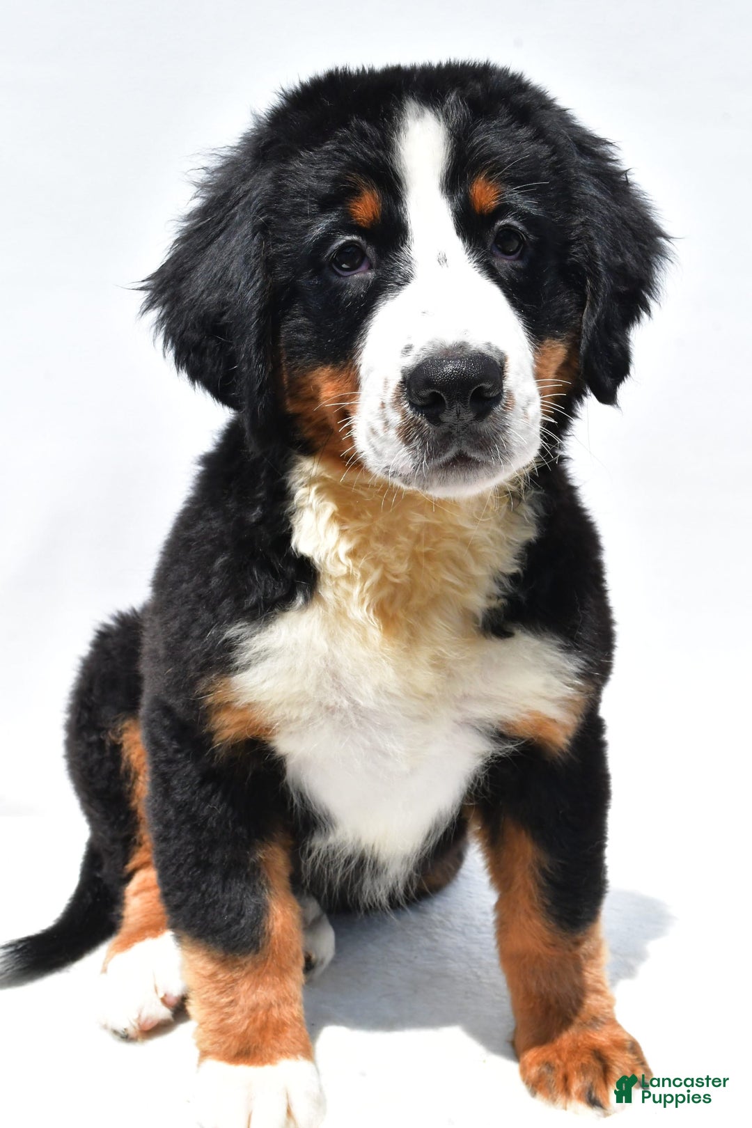 Bernese Mountain Dog dogs for sale: Kiwi - Image 6