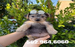 Yorkshire Terrier dogs for sale: Yorkshire Terrier Puppies - Image 3