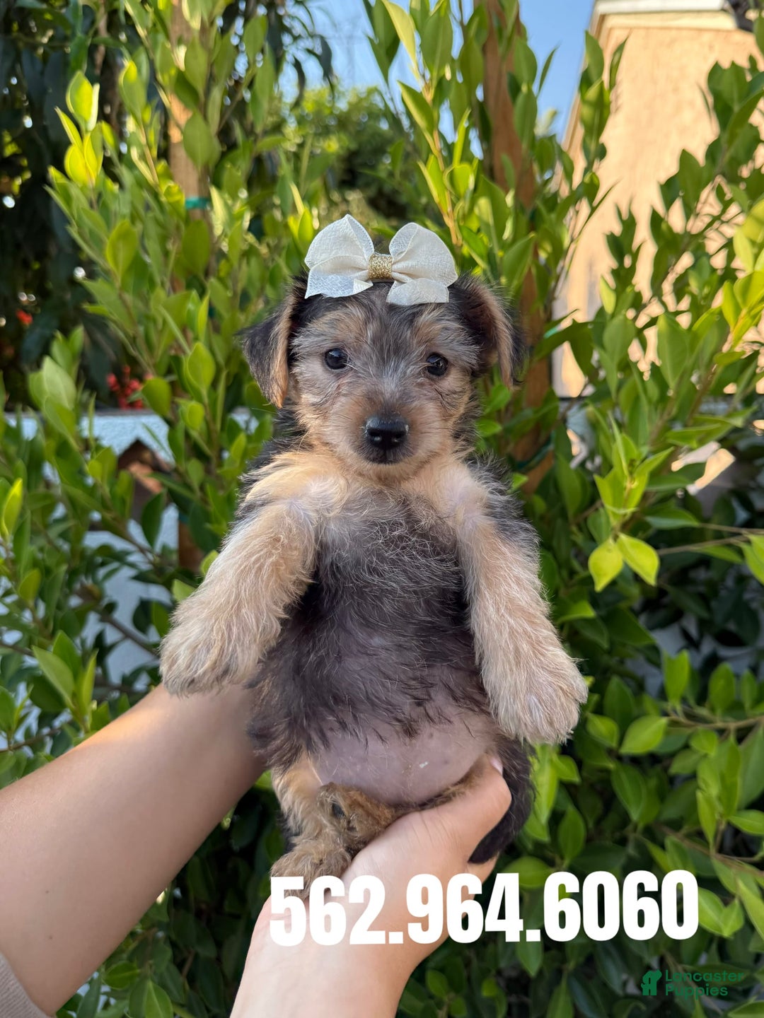 Yorkshire Terrier dogs for sale: Yorkshire Terrier Puppies - Image 3