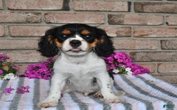 Cavalier King Charles Spaniel dogs for sale: Duke - Image 8