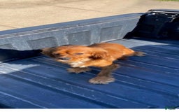Cavapoo dogs for sale: Theo - Image 14