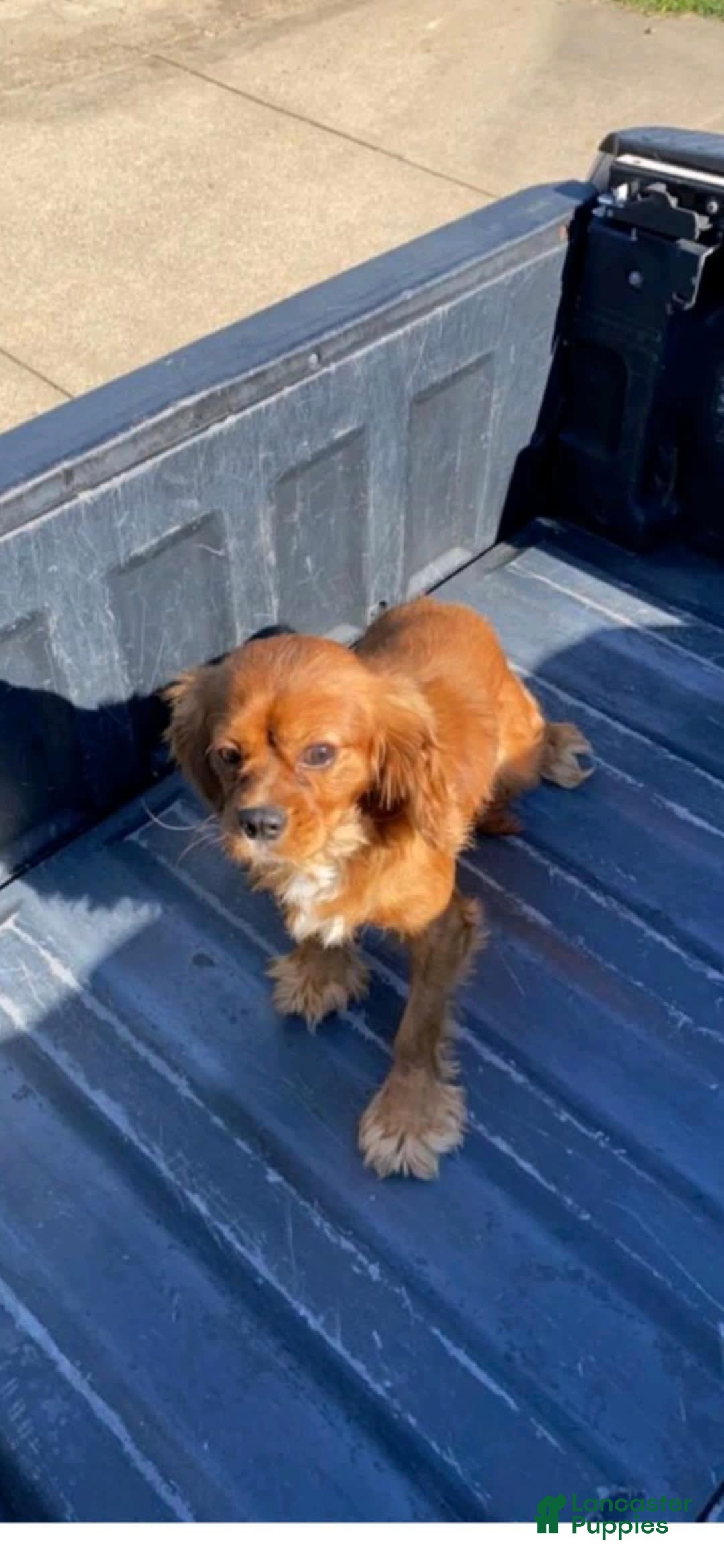 Cavapoo dogs for sale: Theo - Image 14