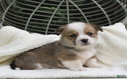 Welsh Corgi Pembroke dogs for sale: Nugget - Image 1