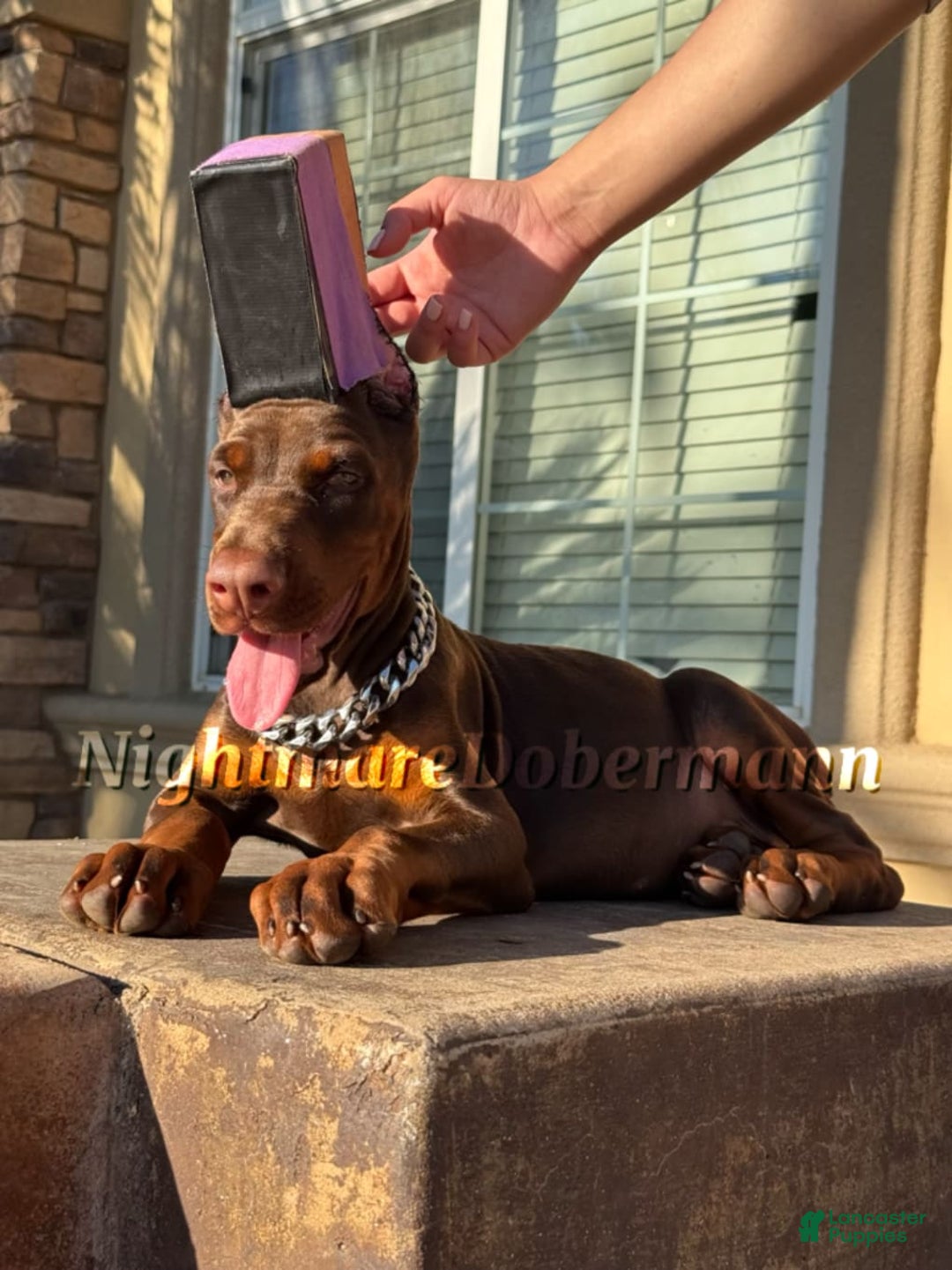 Doberman Pinscher dogs for sale: Stella - Image 1