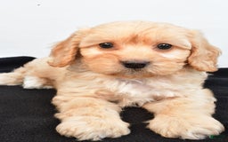 Cavapoo dogs for sale: Rolo - Image 5