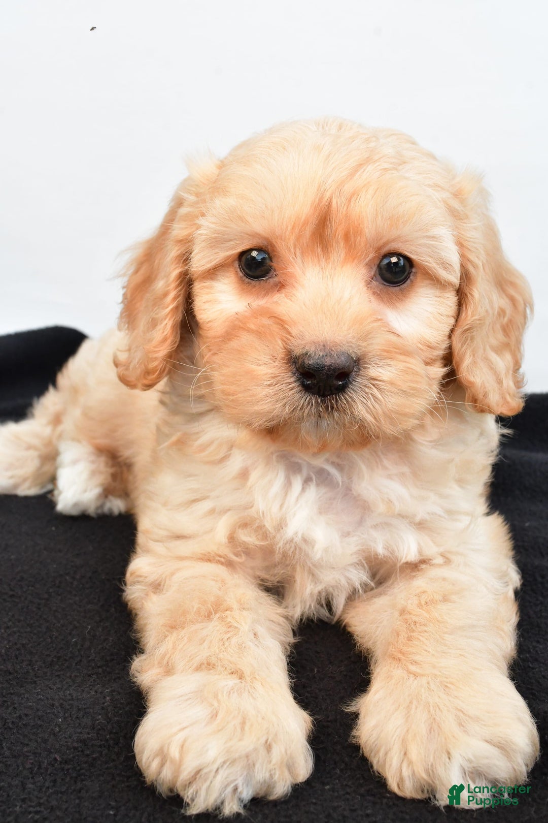 Cavapoo dogs for sale: Rolo - Image 5
