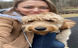 Goldendoodle dogs for sale: Gucci - Image 5
