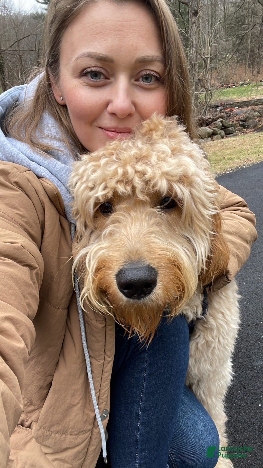 Goldendoodle dogs for sale: Gucci - Image 5