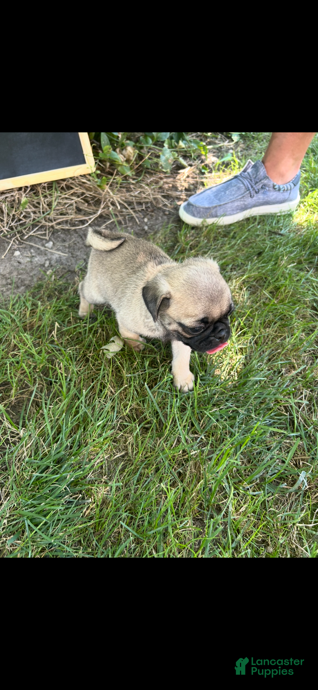 Pug dogs for sale: Pug 4 puppies - Image 5