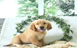 Golden Retriever dogs for sale: Alec - Image 16