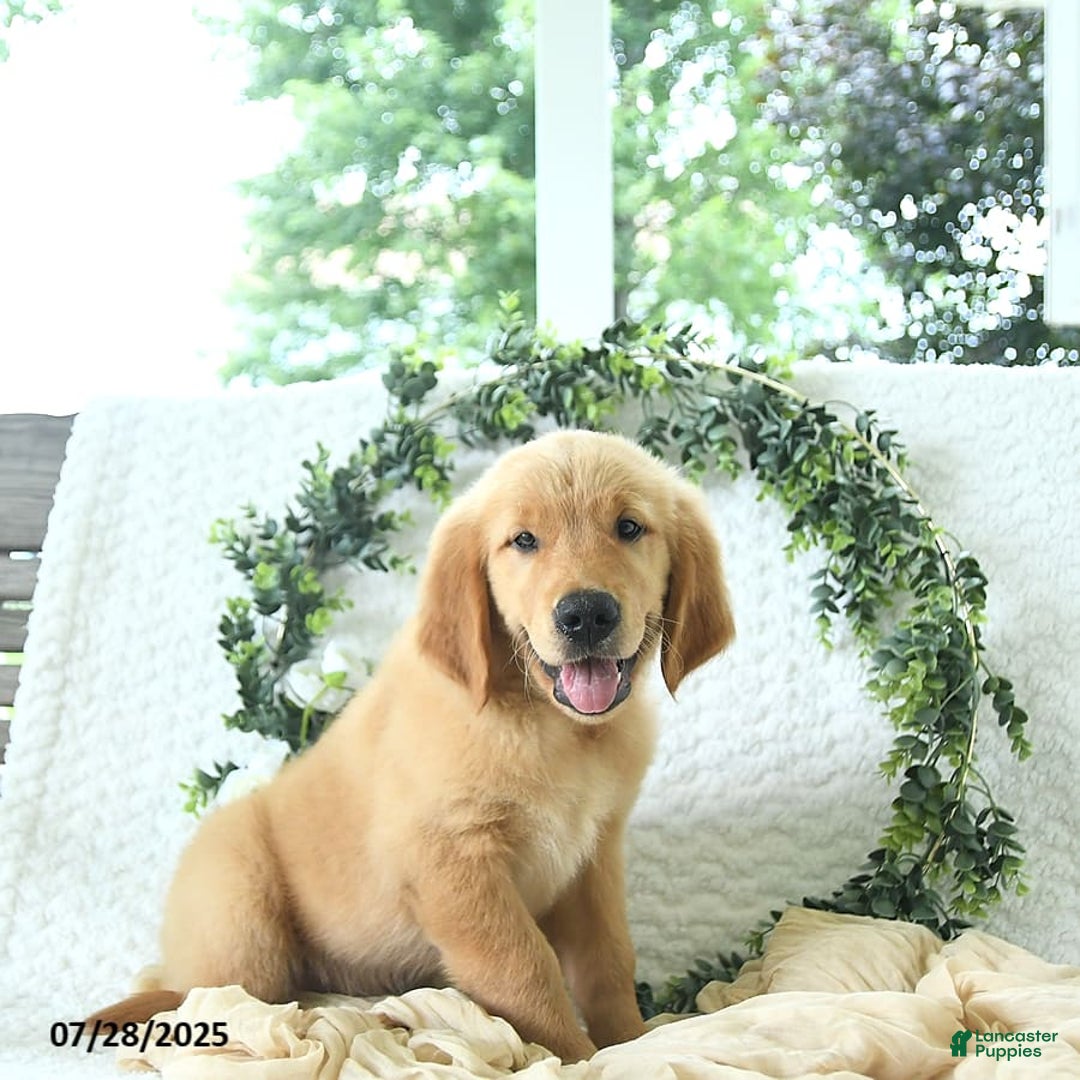 Golden Retriever dogs for sale: Alec - Image 16