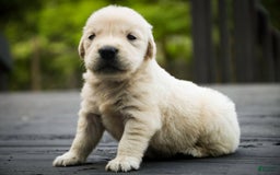 Golden Retriever dogs for sale: Tawny - Image 9