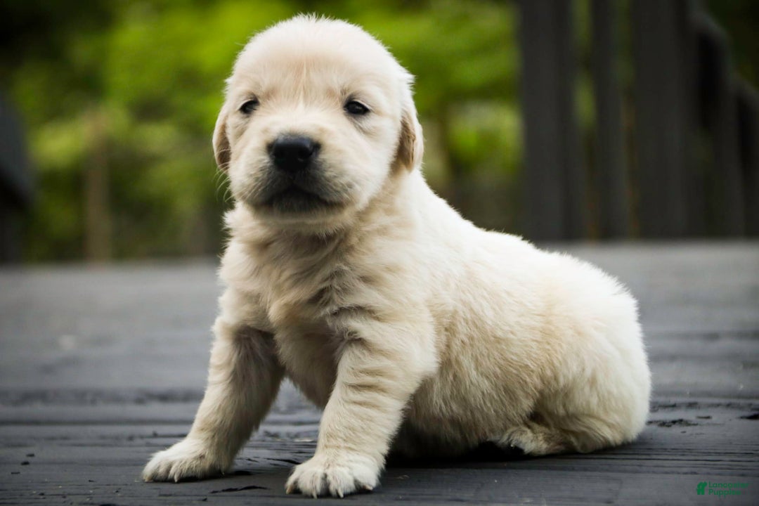 Golden Retriever dogs for sale: Tawny - Image 9