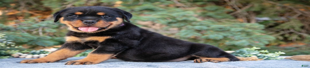 Kiona
