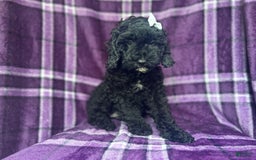 Cockapoo dogs for sale: Snookie - Image 1