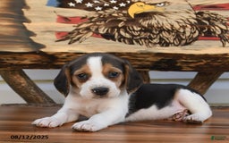 Beagle dogs for sale: Bobby - Image 3