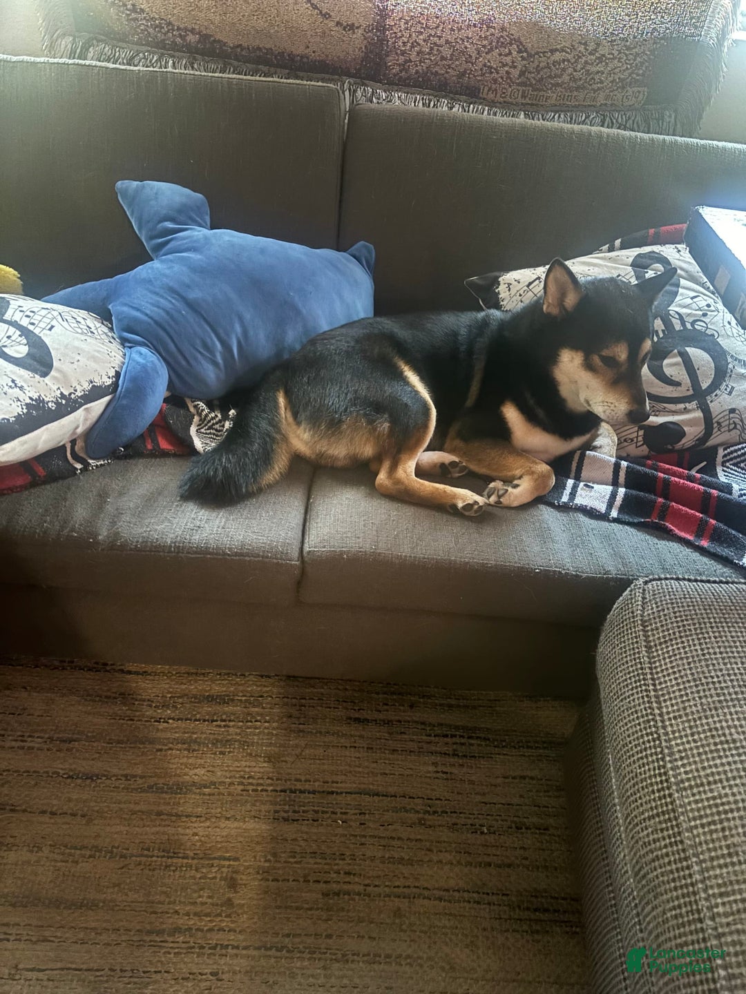 Shiba Inu dogs for sale: Ripsi - Image 3