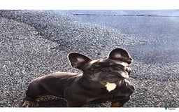 French Bulldog dogs for sale: Coco - Image 8