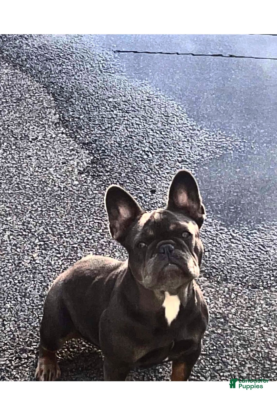 French Bulldog dogs for sale: Coco - Image 8