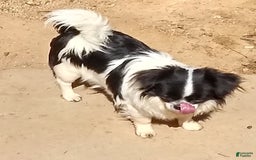 Chihuahua dogs for sale: Full Akc Rose - Image 3