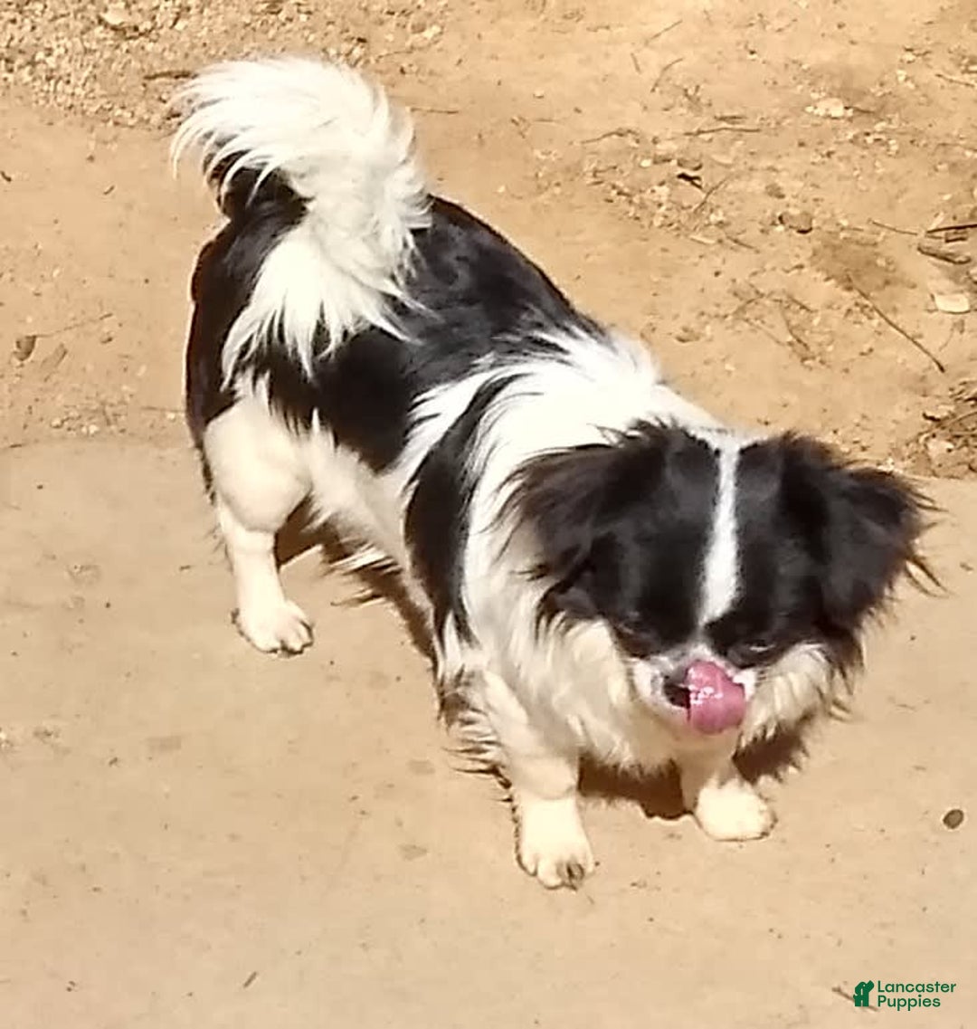 Chihuahua dogs for sale: Full Akc Rose - Image 3
