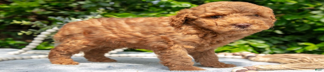 Scottie