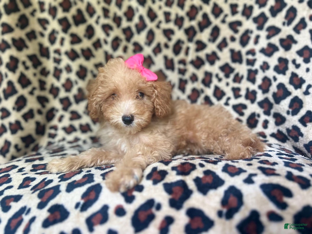 Cavapoo dogs for sale: Dutchess - Image 2