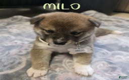 Shiba Inu dogs for sale: Milo - Image 2