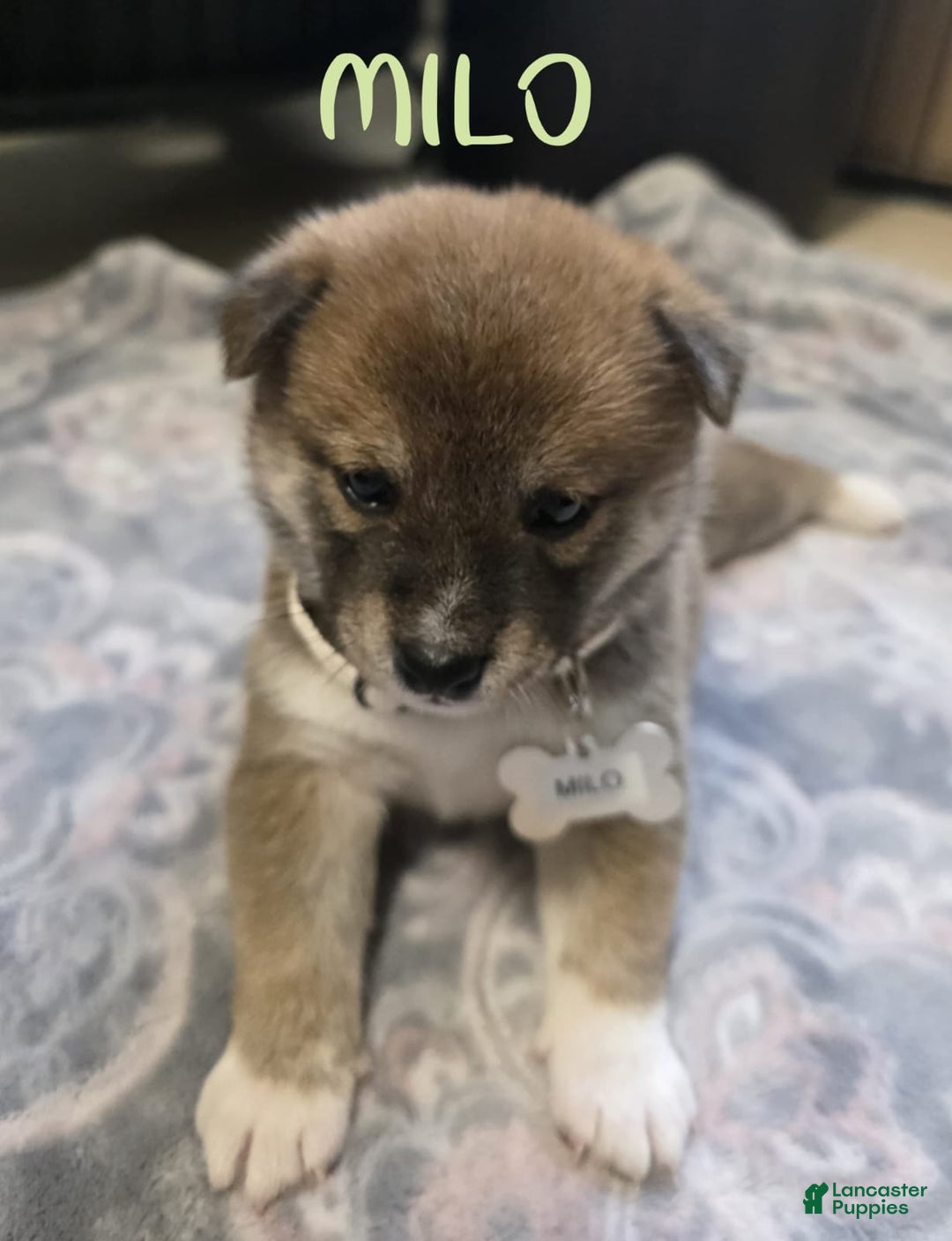 Shiba Inu dogs for sale: Milo - Image 2