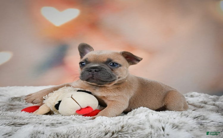 French Bulldog dogs for sale - Ad 3