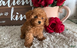 Toy Poodle dogs for sale: Kaylee - Image 5