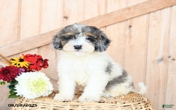 Miniature Poodle dogs for sale: Miniature Poodle 8 puppies - Image 5