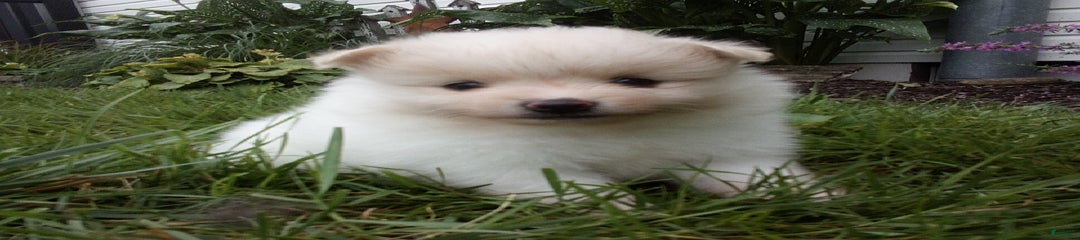 Ryo