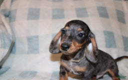 Miniature Dachshund dogs for sale: Teddy Mini - Image 25