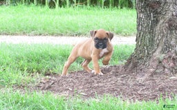 Boxer dogs for sale: Taffy - Image 1