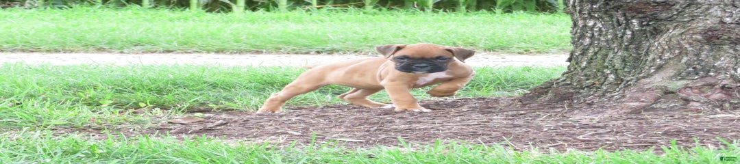 Taffy