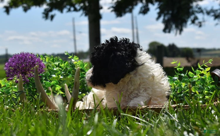 Toy Poodle dogs for sale - Ad 5