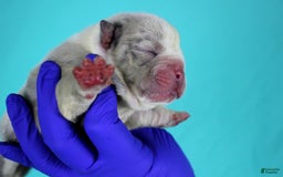 American Bully dogs for sale: Blue/white Merle Female - Image 3