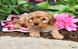 Cavapoo dogs for sale: Faith - Image 14