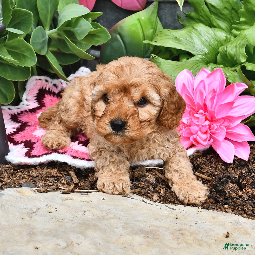 Cavapoo dogs for sale: Faith - Image 14