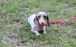 Miniature Dachshund dogs for sale: Sky - Image 7