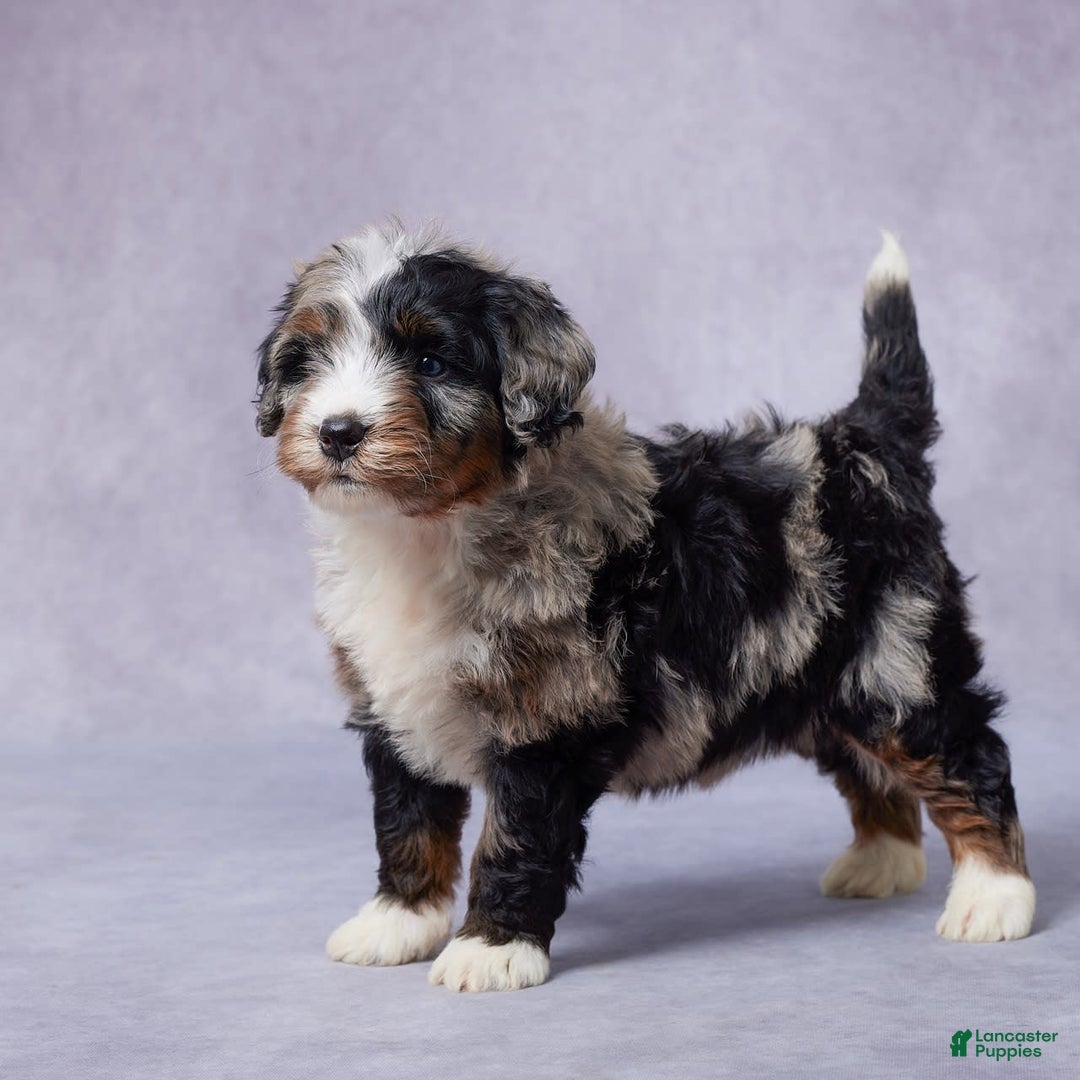Mini Bernedoodle dogs for sale: Jack - Image 2