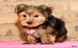 Yorkshire Terrier dogs for sale: Frisky - Image 8