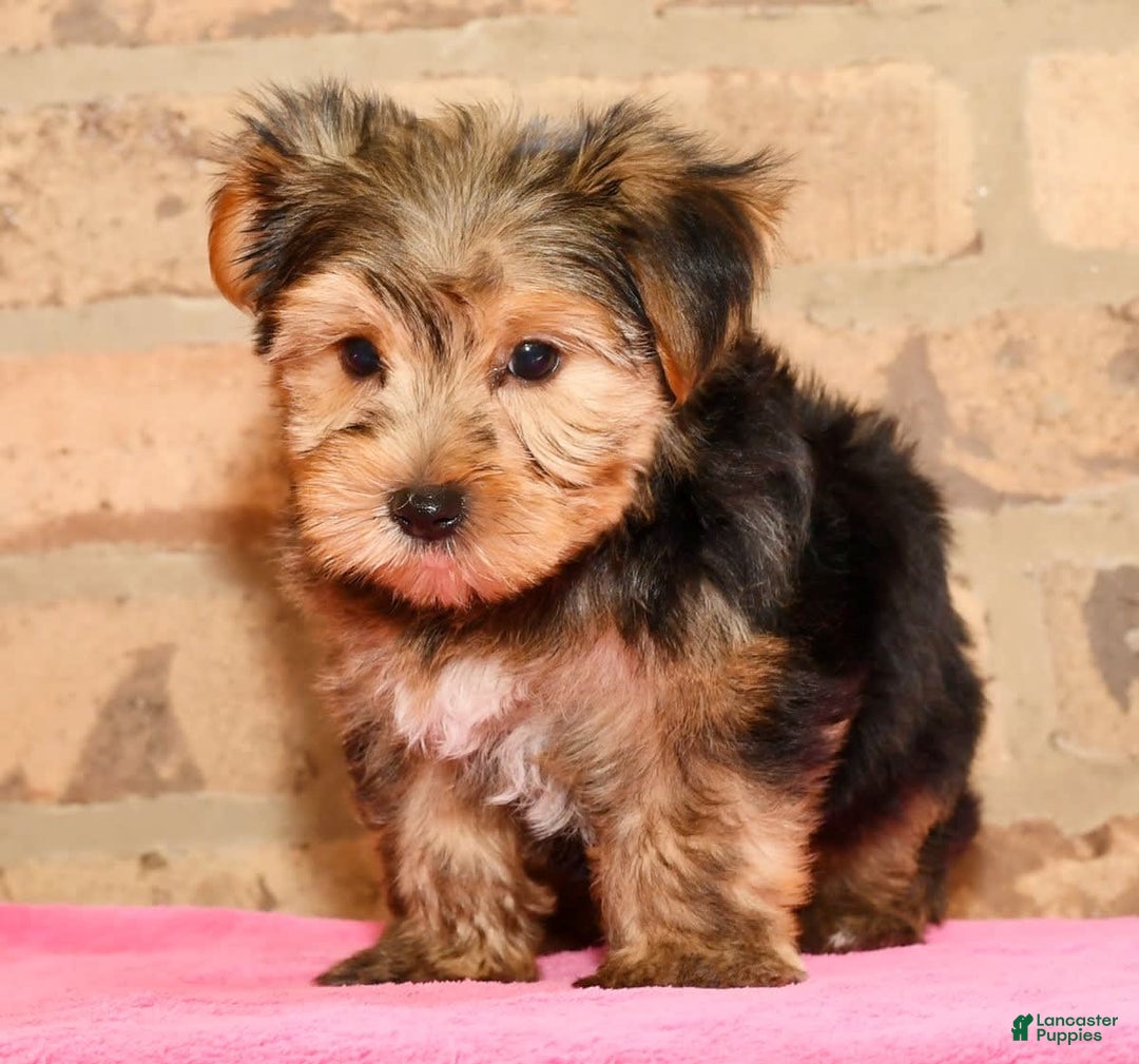 Yorkshire Terrier dogs for sale: Frisky - Image 8