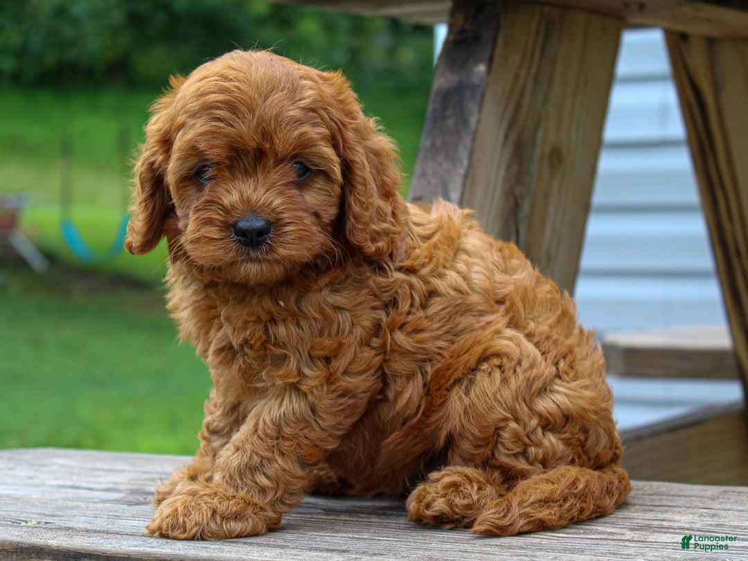 Cavapoo dogs for sale: Tucker - Image 5